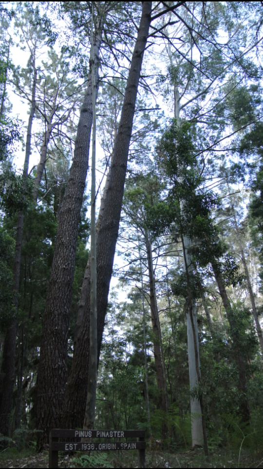 pin_espagne