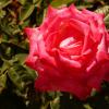 Rose_2