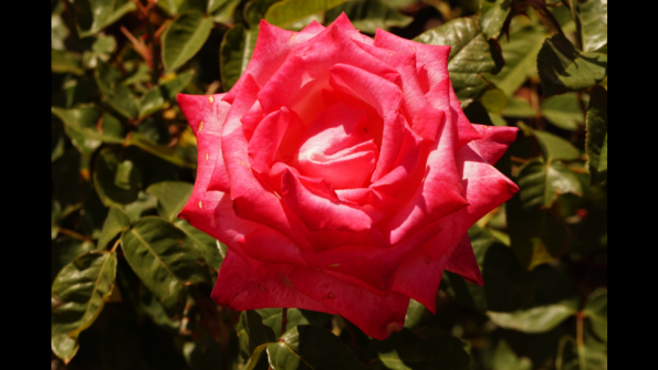 Rose_2