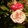 Rose_3