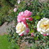 Rose_4