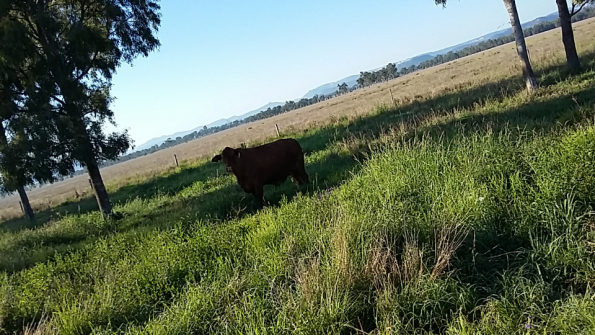 Screenshot_2016-10-17-13-17-26