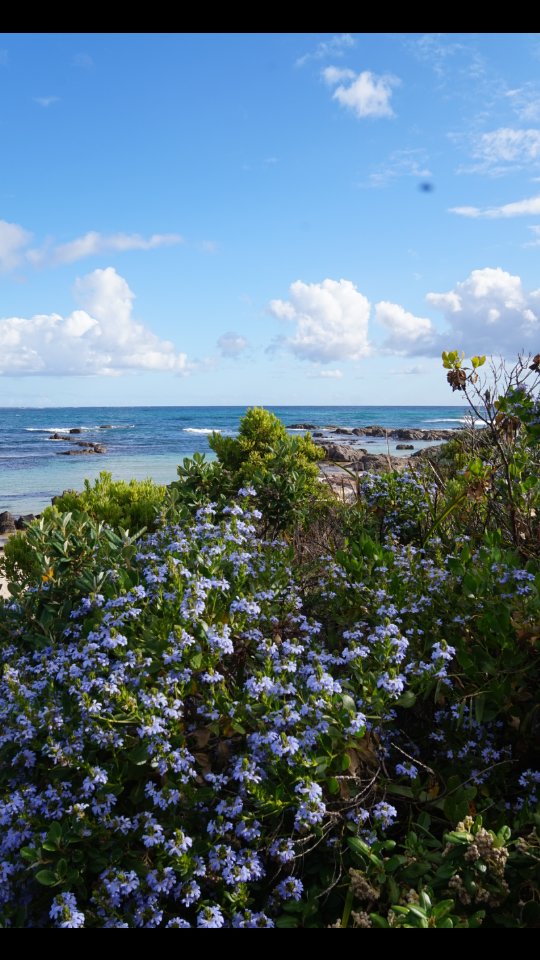 windy_harbour_fleurs_2