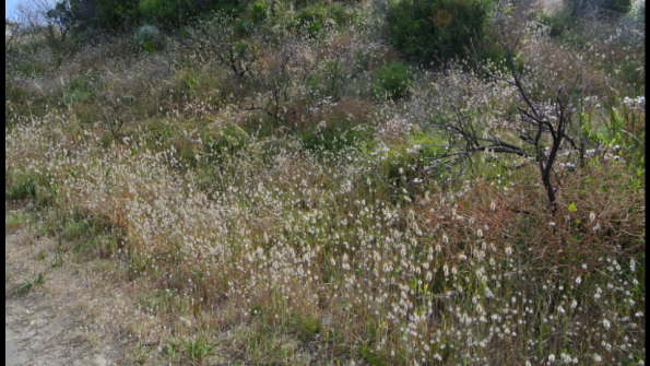windy_harbour_fleurs_3