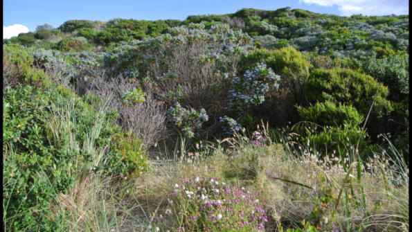 windy_harbour_fleurs