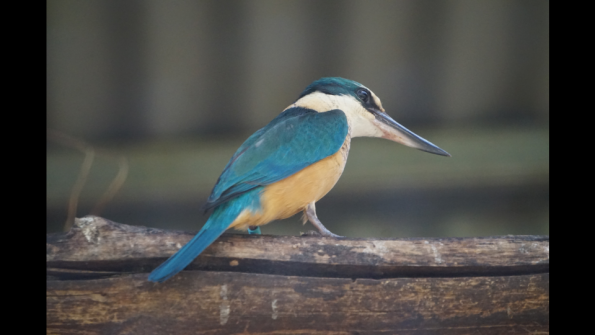 Screenshot_2016-12-04-15-09-22