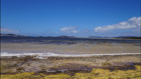 albany_maree_basse_2