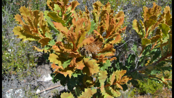 fitzgerald_mount_maxwell_2