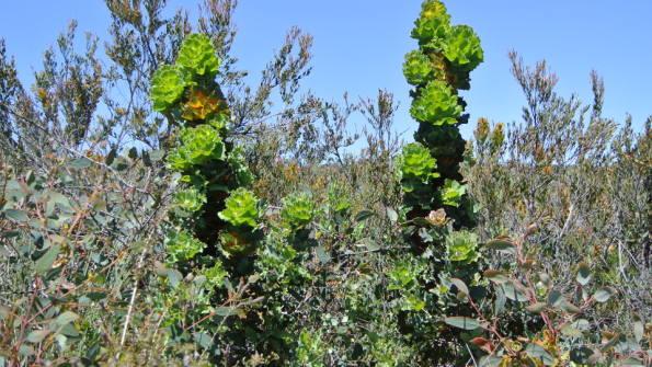 fitzgerald_mount_maxwell_3