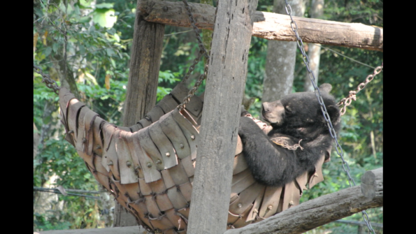 03._Baie_rescue_ours