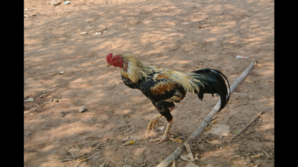 16_coq