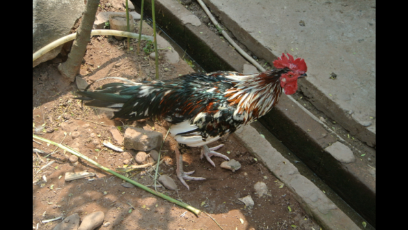 12_coq