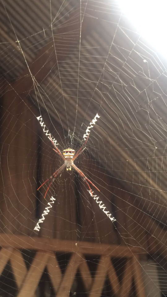 20_araignee