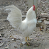 coq
