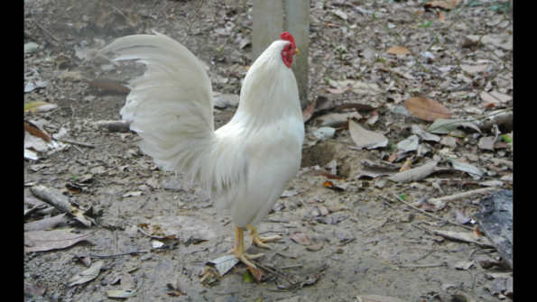 coq