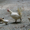 poules_et_poussins
