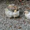 poussins_2