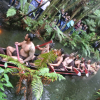 bateau_maori