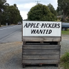 Apple_pickers