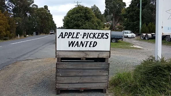 Apple_pickers
