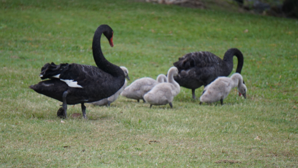 cygne_noir_et_bebe