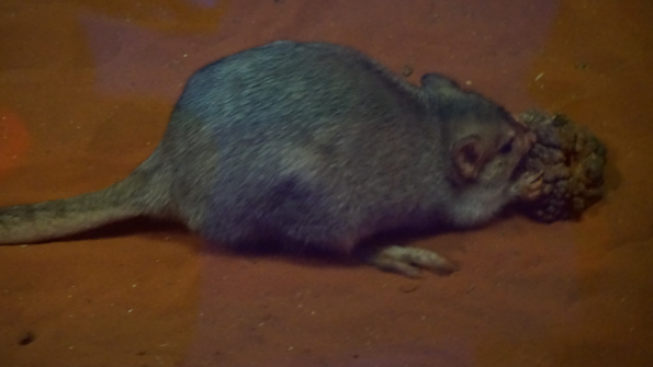 Screenshot_2016-11-03-15-08-27