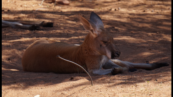 kangourou
