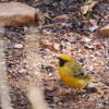 oiseau_jaune