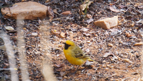 oiseau_jaune