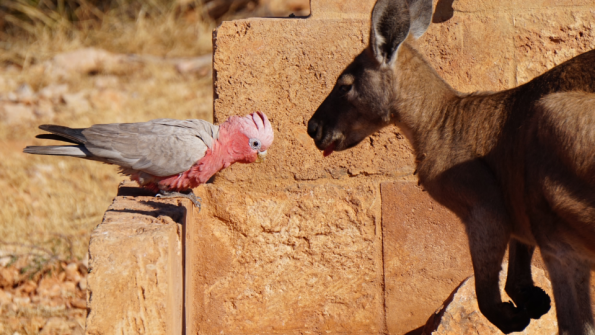 kangourou_inseparable