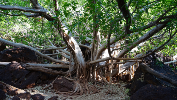 Screenshot_2016-11-12-15-52-46