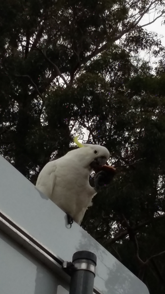 Screenshot_2016-09-18-09-24-36