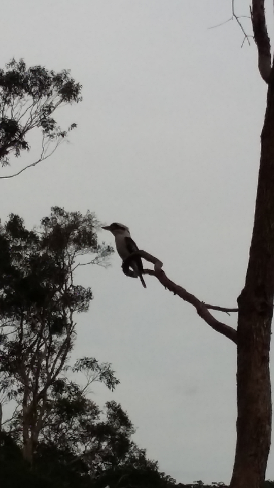 Screenshot_2016-09-18-09-24-46